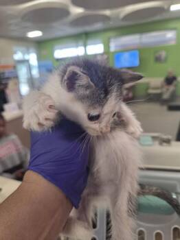 STARRY -  Domestic Short Hair Cat for Adoption in Louisville, Kentucky - STARRY | PetCurious