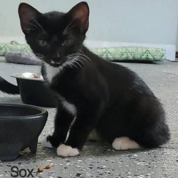 Sox -  Domestic Short Hair Cat for Adoption in Tampa, Florida - Sox | PetCurious