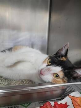 Domestic Short Hair Cats Available for Adoption in Largo, Florida - Stella | PetCurious