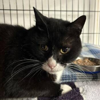 Shorty -  Tuxedo Cat Available for Adoption - Shorty | PetCurious
