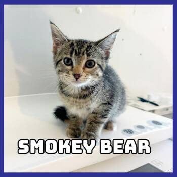 Smokey Bear -  Domestic Short Hair Cat for Adoption in Glenwood, Minnesota - Smokey Bear | PetCurious