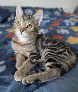 Jude (in foster) -  Domestic Short Hair Cat for Adoption in Lacon, Illinois - Jude (in Foster) | PetCurious