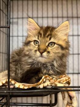 Domestic Long Hair Cats Available for Adoption in Cincinnati, Ohio - Hatchling | PetCurious