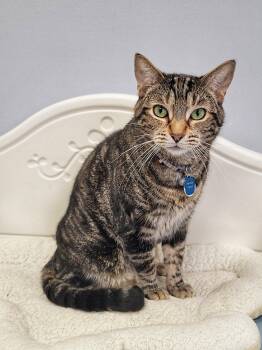 Hercule Poirot (part of a Bonded Pair with Miss Marple) -  Domestic Short Hair Cat for Adoption in Grand Rapids, Michigan - Hercule Poirot (part Of A Bonded Pair With Miss Marple) | PetCurious