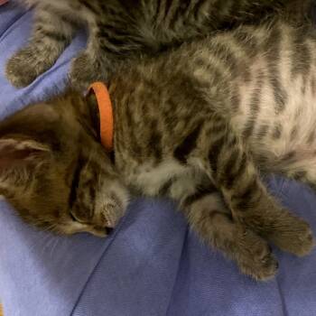 Rescue Domestic Short Hair Cats for Adoption in Austin, Texas - Harvest Snaps 27 | PetCurious