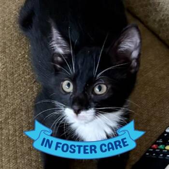 BETSY -  Domestic Short Hair Cat for Adoption in Tallahassee, Florida - BETSY | PetCurious