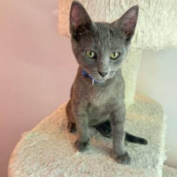 Bluey -  Domestic Short Hair Cat for Adoption in Hudsonville, Michigan - Bluey | PetCurious