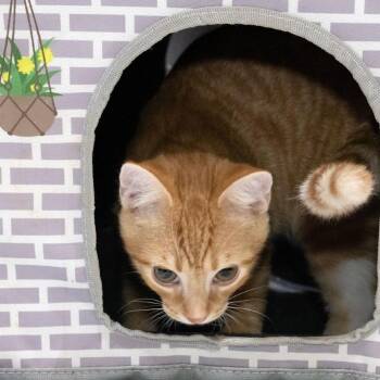 Mew -  Domestic Short Hair Cat for Adoption in Mckean, Pennsylvania - Mew | PetCurious