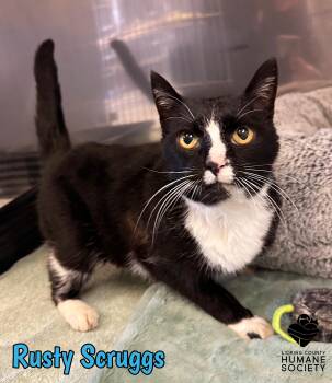 Domestic Short Hair Cats Available for Adoption in Heath, Ohio - Rusty Scruggs | PetCurious