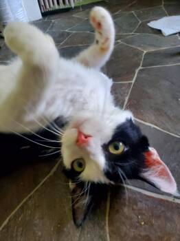 Tony -  Domestic Medium Hair Cat for Adoption in Gladwin, Michigan - Tony | PetCurious
