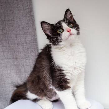 Lady Gaga -  Domestic Medium Hair and Domestic Short Hair Cat for Adoption in Hattiesburg, Mississippi - Lady Gaga | PetCurious