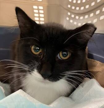 Hollis -  Domestic Medium Hair Cat for Adoption - Hollis | PetCurious