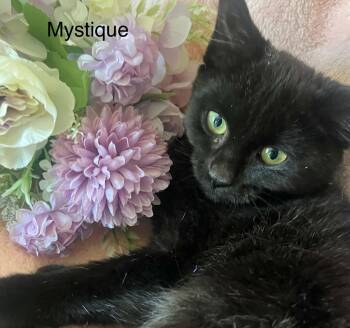 Mystique -  Bombay and Domestic Medium Hair Cat for Adoption in Wyandotte, Michigan - Mystique | PetCurious