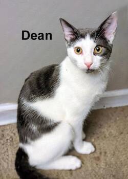 Dean (& Sam) Smi. (sweet bonded brothers) -  Domestic Short Hair and Tabby Cat for Adoption in Stowe, Pennsylvania - Dean (& Sam) Smi. (sweet Bonded Brothers) | PetCurious