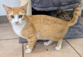 Domestic Short Hair Cats Available for Adoption in Youngtown, Arizona - Cillian | PetCurious