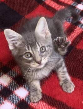 Rescue Domestic Medium Hair Cats for Adoption in Liverpool, Texas - Moonlight | PetCurious