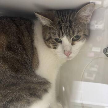 Jonny -  Domestic Short Hair Cat for Adoption in Des Moines, Iowa - Jonny | PetCurious