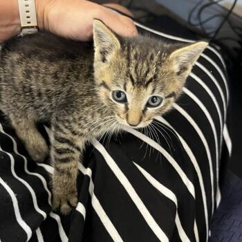 Rescue Domestic Short Hair Cats for Adoption in Troy, Illinois - Chipotle | PetCurious