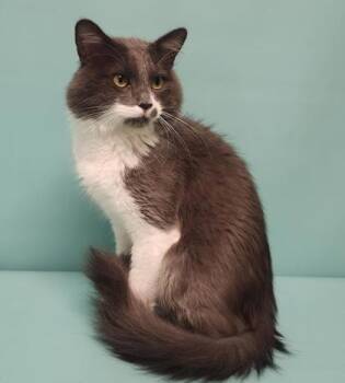 Sailor -  Domestic Medium Hair and Domestic Short Hair Cat for Adoption in Longmont, Colorado - Sailor | PetCurious