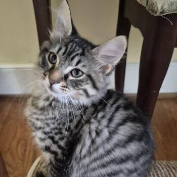Tint -  Domestic Medium Hair Cat for Adoption in Richmond, Virginia - Tint | PetCurious