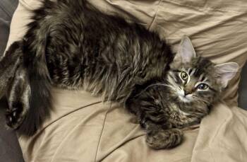Domestic Long Hair Cats Available for Adoption - Eliza | PetCurious