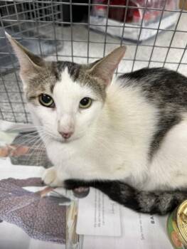 A185073 -  Domestic Short Hair Cat for Adoption in Pasadena, Texas - A185073 | PetCurious