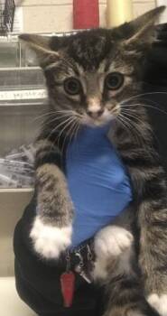 A430149 -  Domestic Short Hair Cat for Adoption in Conroe, Texas - A430149 | PetCurious