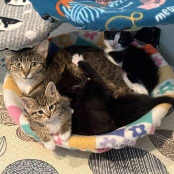Domestic Short Hair Cats Available for Adoption in Riverwoods, Illinois - Meat Lover