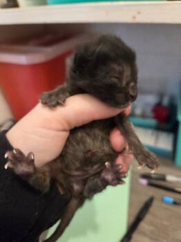Alder -  Domestic Short Hair Cat for Adoption in Johnson City, Tennessee - Alder | PetCurious