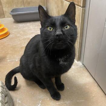 Domestic Short Hair Cats Available for Adoption in Spokane, Washington - Jazz | PetCurious