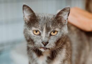 Rescue Dilute Tortoiseshell Cats for Adoption in Le Mars, Iowa - Ciggy | PetCurious