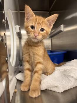 PAX -  Domestic Short Hair Cat for Adoption in Pearland, Texas - PAX | PetCurious