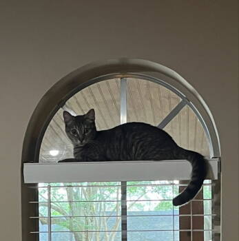 Rescue Tabby and Domestic Short Hair Cats for Adoption in Pineville, Louisiana - Little Girl | PetCurious