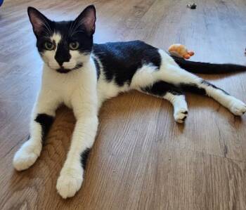 Cobweb Spider -  Domestic Short Hair Cat for Adoption in Cincinnati, Ohio - Cobweb Spider | PetCurious