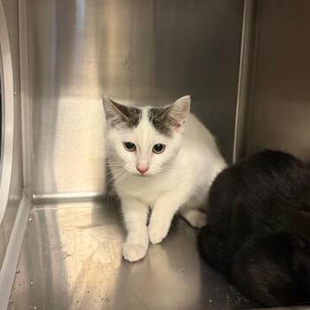 Pearl -  Domestic Short Hair Cat for Adoption in Council Bluffs, Iowa - Pearl | PetCurious