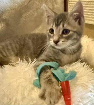 Rescue Tabby Cats for Adoption in Grand Rapids, Michigan - George | PetCurious