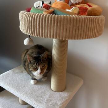 Blizzy -  Domestic Short Hair Cat for Adoption - Blizzy | PetCurious