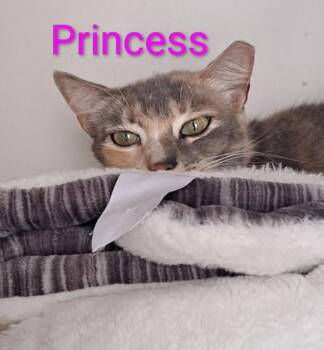 Rescue Dilute Calico Cats for Adoption in Villa Park, California - Princess | PetCurious