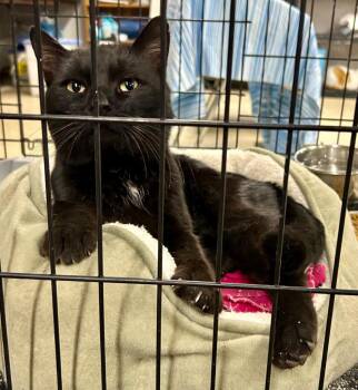 Domestic Short Hair Cats Available for Adoption - Squid | PetCurious