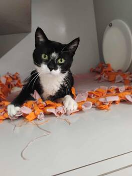 Domestic Short Hair Cats Available for Adoption in Kalamazoo, Michigan - Jada | PetCurious