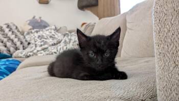 Domestic Short Hair Cats Available for Adoption in Burbank, California - CAVATAPPI | PetCurious