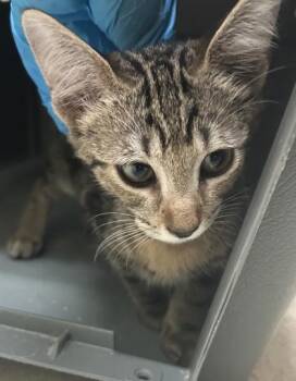 Birdie -  Domestic Short Hair Cat for Adoption in Honolulu, Hawaii - Birdie | PetCurious