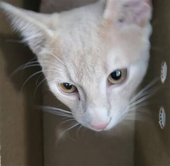 SUEDE -  Domestic Medium Hair Cat for Adoption in Dallas, Texas - SUEDE | PetCurious