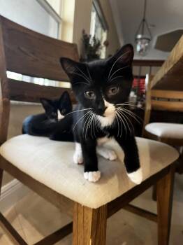 Domestic Short Hair Cats Available for Adoption - Fiji | PetCurious