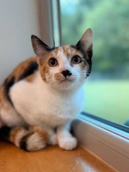 Mindy -  Domestic Short Hair Cat for Adoption in Disputanta, Virginia - Mindy | PetCurious