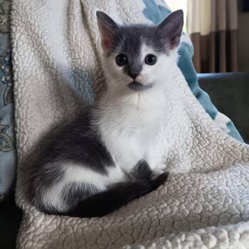 Hemingway -  Domestic Short Hair Cat for Adoption in New Bedford, Massachusetts - Hemingway | PetCurious