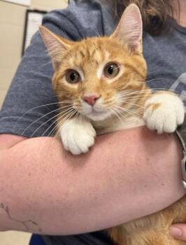 Hutchie -  Domestic Short Hair Cat for Adoption in Fishers, Indiana - Hutchie | PetCurious