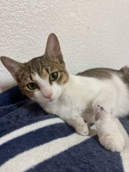 Astro -  Domestic Short Hair Cat for Adoption in Plano, Texas - Astro | PetCurious