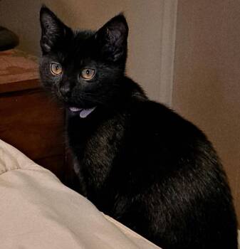 Domestic Short Hair Cats Available for Adoption in West Mifflin, Pennsylvania - Freya | PetCurious