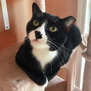 Craig -  Domestic Short Hair Cat for Adoption in Chicago, Illinois - Craig | PetCurious